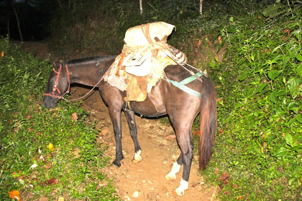 La mula is not happier to be up and hiking before dawn than we are.  And she's carrying our food!