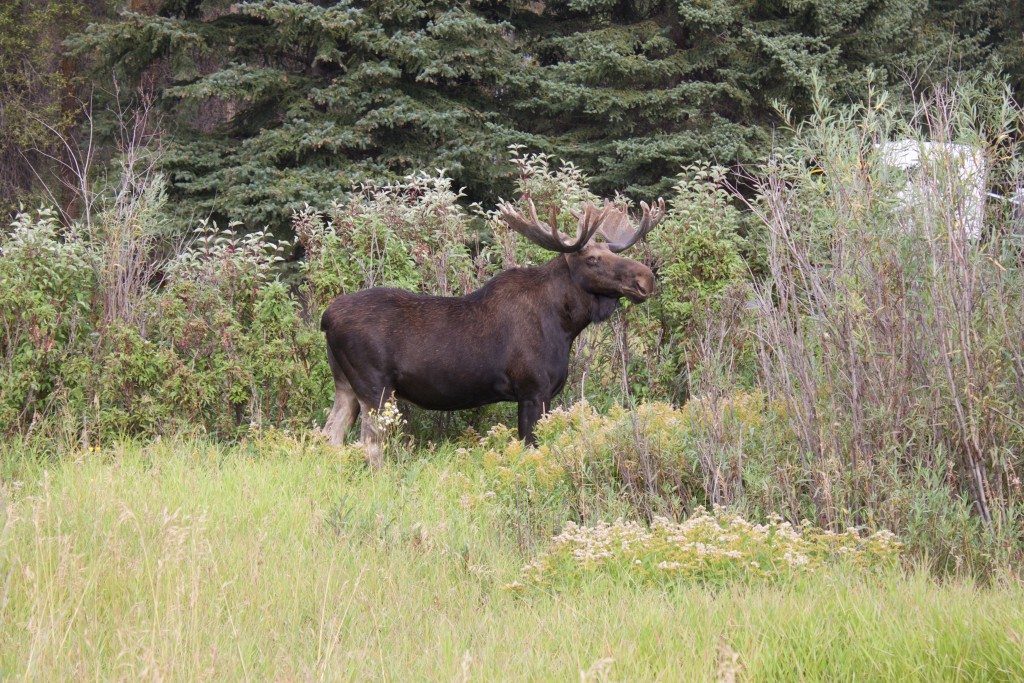 After hiking for hours looking for moose with no luck, we spot this guy munching in someones front yard.